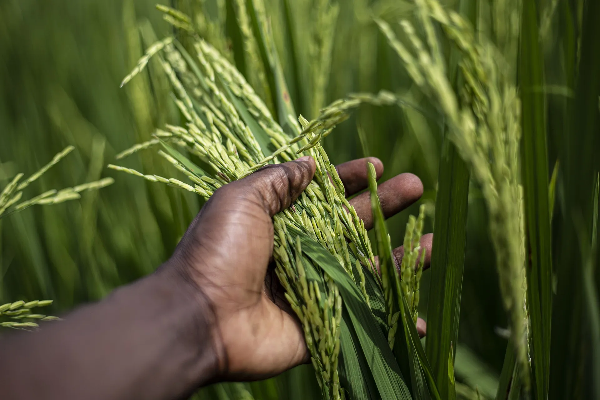 Manyeding Rice Project Luinga Rice Project Replaces Waku Kungo Irrigated Perimeter in the ...