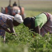 Agricultural fields in Angola, where the government's Planagrão plan targets 35 million hectares of arable land for deve