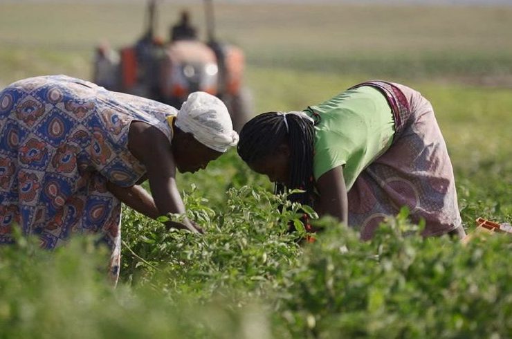 Agricultural fields in Angola, where the government's Planagrão plan targets 35 million hectares of arable land for deve