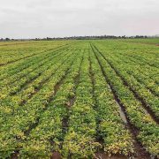 Agricultural fields in Dombe Grande, Benguela province, Angola, where Fazenda NR operates five farms growing beans and t