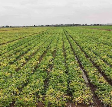 Agricultural fields in Dombe Grande, Benguela province, Angola, where Fazenda NR operates five farms growing beans and t