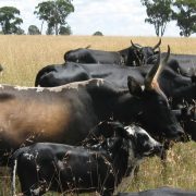 Nguni cattle | Photo: Justinjerez (BY-SA)