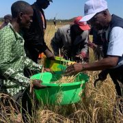 Agricultural land in Benguela province, Angola, where drought and April flooding have slashed the 2025/2026 harvest fore
