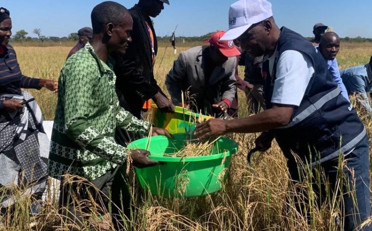 Agricultural land in Benguela province, Angola, where drought and April flooding have slashed the 2025/2026 harvest fore