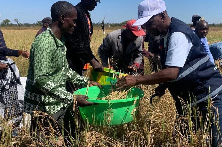 Agricultural land in Benguela province, Angola, where drought and April flooding have slashed the 2025/2026 harvest fore